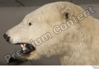 Polar bear head 0007.jpg